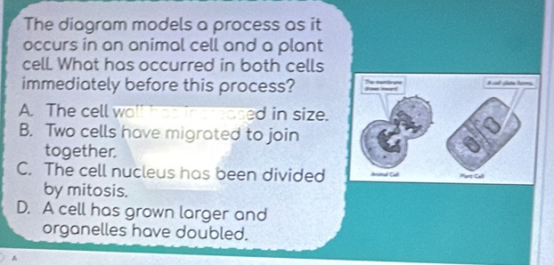 Solved: The diagram models a process as it occurs in an animal cell and ...