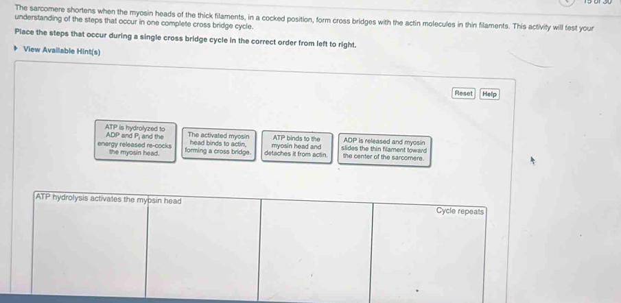 The sarcomere shortens when the myosin heads of the thick filaments, in a cocked position, form cross bridges with the actin molecules in thin filaments. This activity will test your 
understanding of the steps that occur in one complete cross bridge cycle. 
Place the steps that occur during a single cross bridge cycle in the correct order from left to right. 
View Available Hint(s) 
Reset Help
ATP is hydrolyzed to ADP and P, and the The activated myosin ATP binds to the ADP is released and myosin 
energy released re-cocks forming a cross bridge. head binds to actin, detaches it from actin. myosin head and slides the thin filament toward 
the myosin head. the center of the sarcomere.