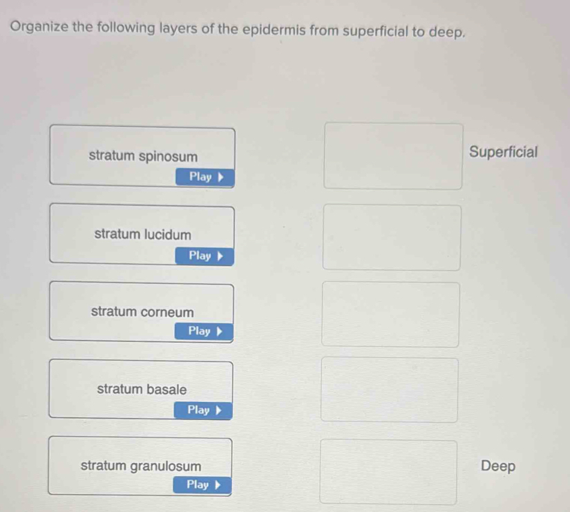 Solved: Organize the following layers of the epidermis from superficial ...