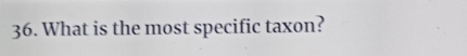 What is the most specific taxon?