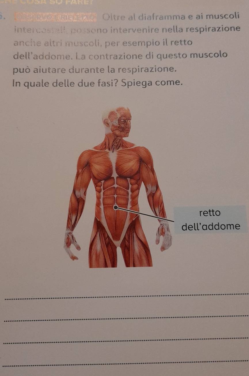 aolo mn e me Oltre al diaframma e ai muscoli 
intercostall, possono intervenire nella respirazione 
anche altri muscoli, per esempio il retto 
dell’addome. La contrazione di questo muscolo 
può aiutare durante la respirazione. 
In quale delle due fasi? Spiega come. 
retto 
dell’addome 
_ 
_ 
_ 
_