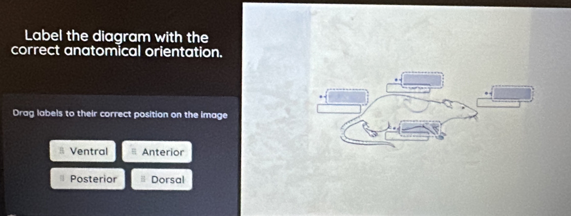 Label the diagram with the
correct anatomical orientation.
Drag labels to their correct position on the image
Ventral Anterior
Posterior Dorsal