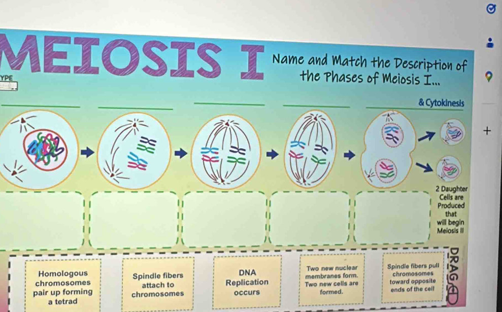 MEIOSIS I Name and Match the Description of 
YPE 
the Phases of Meiosis I... 
_ 
_ 
_ 
_ 
_& Cytokinesis 

+ 
2 Daughter 
Cells are 
Produced 
that 
will begin 
Meiosis II 
Homologous DNA Two new nuclear Spindle fibers pull 
chromosomes Spindle fibers membranes form. chromosomes 
attach to Replication 
pair up forming chromosomes occurs Two new cells are formed. toward opposite ends of the cell 
a tetrad