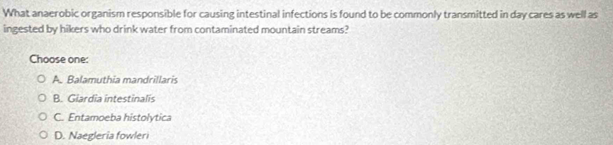 What anaerobic organism responsible for causing intestinal infections is found to be commonly transmitted in day cares as well as
ingested by hikers who drink water from contaminated mountain streams?
Choose one:
A. Balamuthia mandrillaris
B. Giardia intestinalis
C. Entamoeba histolytica
D. Naegleria fowleri