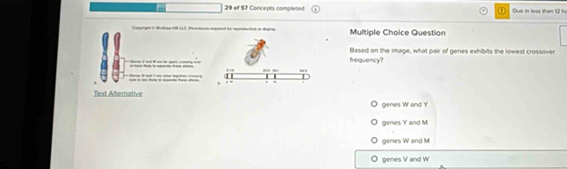 of 57 Concepts completed ⑪ Due in less than t2 ho
t o Mutinea 1P LAC. Permasion sequied for repanductos en dsgra Multiple Choice Question
Based on the image, what pair of genes exhibits the lowest crossover
frequency?
Text Alternative
genes W and Y
genes Y and M
genes W and M
O genes V and W