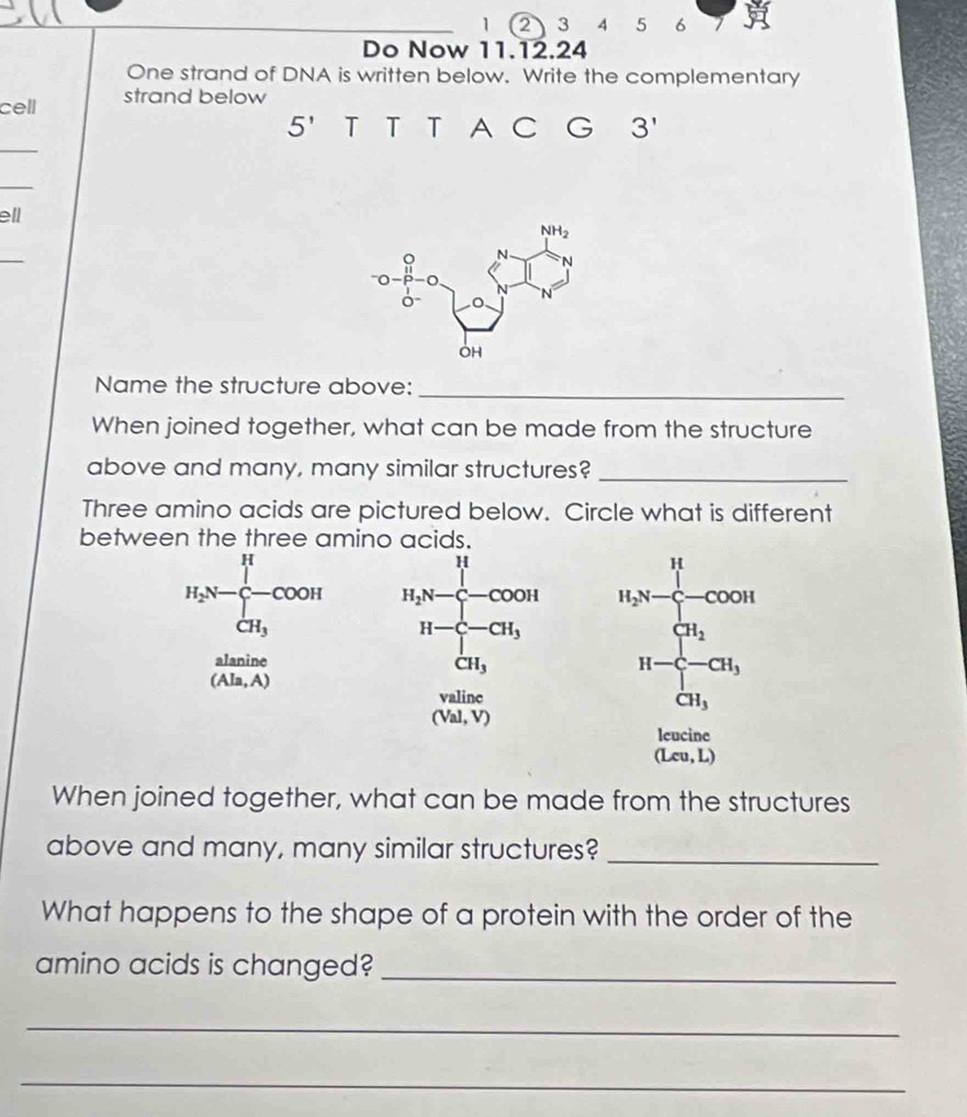 1 2  3 4 5 6
Do Now 11.12.24
One strand of DNA is written below. Write the complementary
cell strand below
5' T T T A C G 3'
_
_
ell
_
Name the structure above:_
When joined together, what can be made from the structure
above and many, many similar structures?_
Three amino acids are pictured below. Circle what is different
between the three amino acids.
H
H
H_2N-C-COOH H_2N-C-COOH H_2N-frac ∈tlimits _i=1^H-COO-COOH
CH_3
H-C-CH_3 H-
alanine
CH_3
(Ala,A
valinc CH_3
(Val,V)
leucine
(Leu,L)
When joined together, what can be made from the structures
above and many, many similar structures?_
What happens to the shape of a protein with the order of the
amino acids is changed?_
_
_