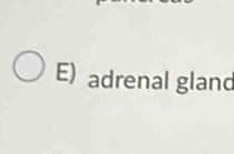 adrenal gland