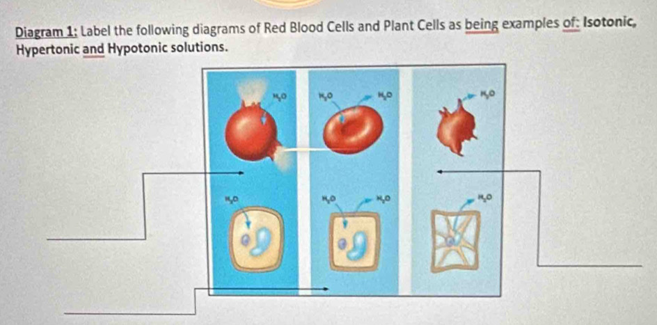 Diagram 1: Label the following diagrams of Red Blood Cells and Plant Cells as being examples of: Isotonic, 
Hypertonic and Hypotonic solutions. 
5०
140
@ 
@