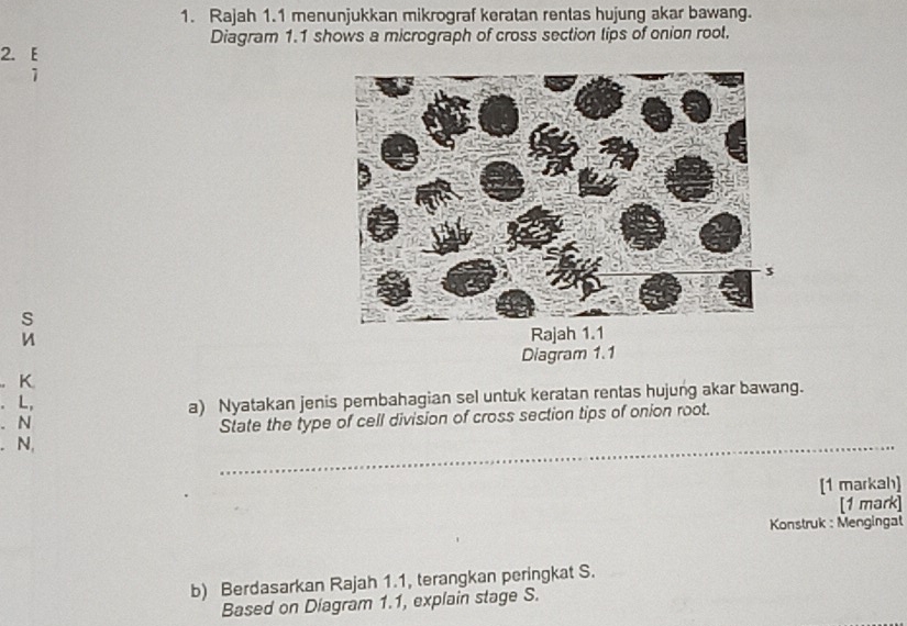 Rajah 1.1 menunjukkan mikrograf keratan rentas hujung akar bawang. 
Diagram 1.1 shows a micrograph of cross section lips of onion rool. 
2. E 
1 
S 
Rajah 
Diagram 1.1 
K 
. L, 
. N a) Nyatakan jenis pembahagian sel untuk keratan rentas hujung akar bawang. 
State the type of cell division of cross section tips of onion root. 
. N, 
_ 
[1 markah] 
[1 mark] 
Konstruk : Mengingat 
b) Berdasarkan Rajah 1.1, terangkan peringkat S. 
Based on Diagram 1.1, explain stage S.