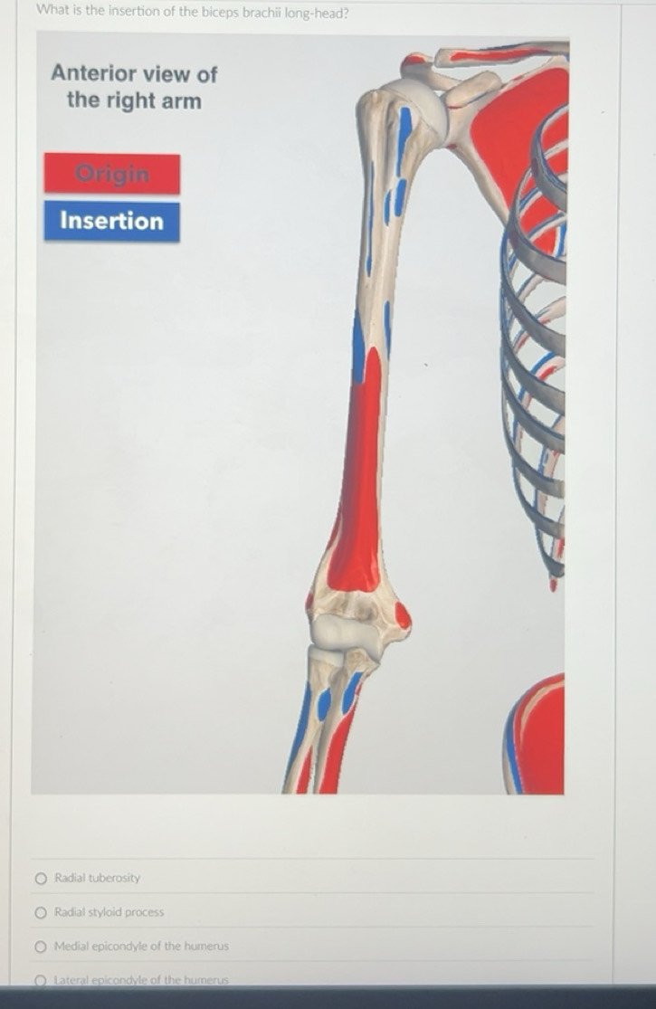 Solved: What is the insertion of the biceps brachii long-head? Radial ...