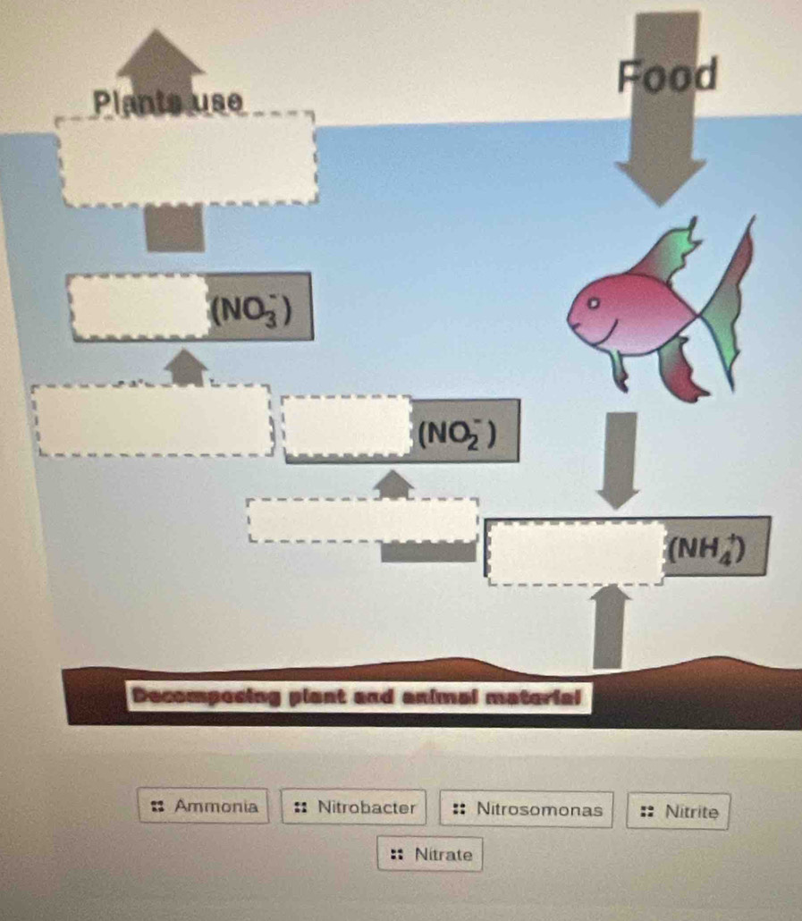 Food 
Plants use
(NO_3^-)
(NO_2^-)
(NH_4^+)
Decompecing plant and animal material 
Ammonia Nitrobacter Nitrosomonas Nitrite 
Nitrate