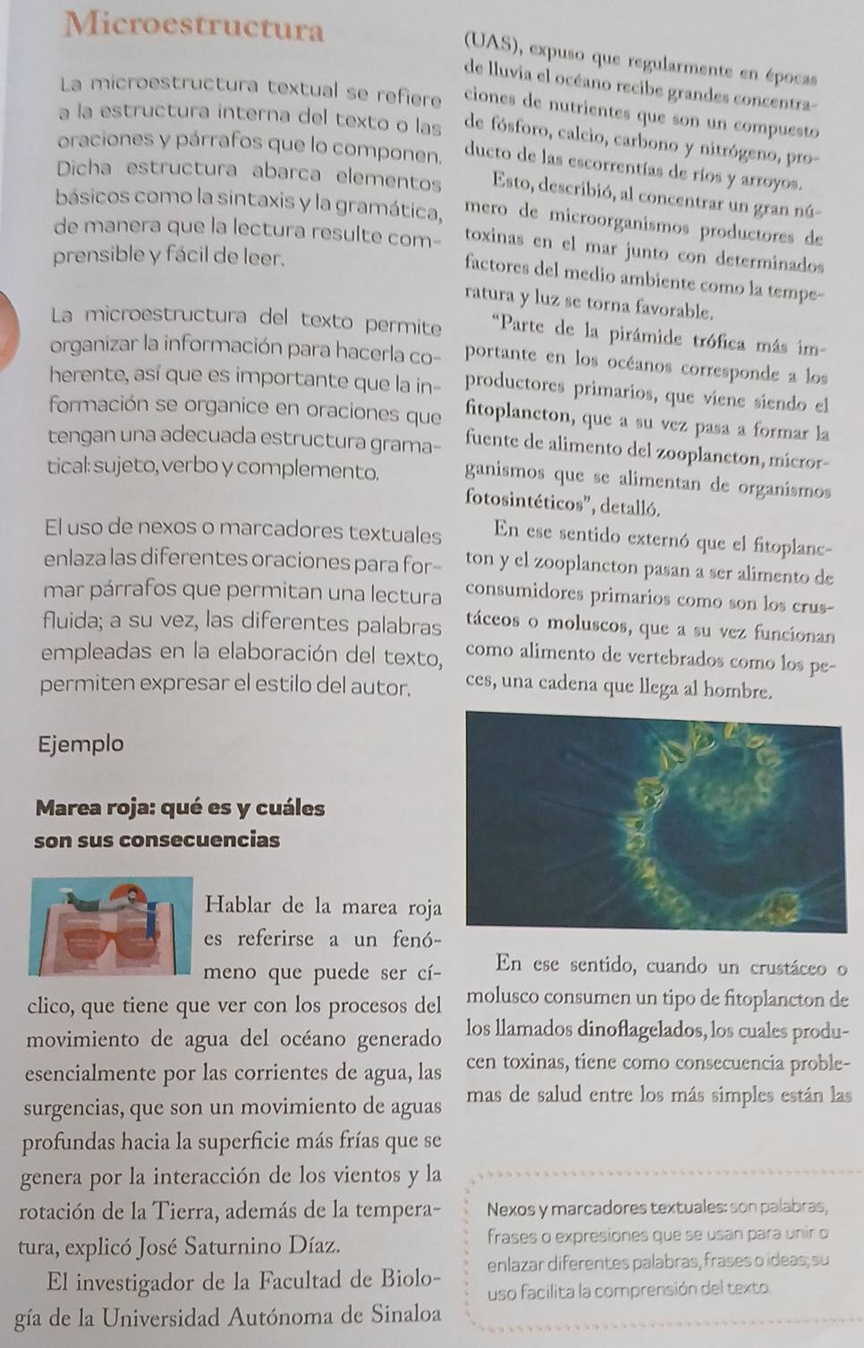 Microestructura
(UAS), expuso que regularmente en épocas
de lluvia el océano recibe grandes concentra-
La microestructura textual se refiere ciones de nutrientes que son un compuesto
a la estructura interna del texto o las de fósforo, calcio, carbono y nitrógeno, pro-
oraciones y párrafos que lo componen.
ducto de las escorrentías de ríos y arroyos.
Dicha estructura abarca elementos Esto, describió, al concentrar un gran nú-
básicos como la sintaxis y la gramática, mero de microorganismos productores de
de manera que la lectura resulte com- toxinas en el mar junto con determinados
prensible y fácil de leer.
factores del medio ambiente como la tempe--
ratura y luz se torna favorable.
La microestructura del texto permite  'Parte de la pirámide trófica más im -
organizar la información para hacerla co- portante en los océanos corresponde a los
herente, así que es importante que la in- productores primarios, que viene siendo el
formación se organice en oraciones que fitoplancton, que a su vez pasa a formar la
tengan una adecuada estructura grama- fuente de alimento del zooplancton, micror-
tical: sujeto, verbo y complemento. ganismos que se alimentan de organismos 
fotosintéticos'', detalló.
El uso de nexos o marcadores textuales En ese sentido externó que el fitoplanc-
enlaza las diferentes oraciones para for- ton y el zooplancton pasan a ser alimento de
mar párrafos que permitan una lectura consumidores primarios como son los crus-
fluida; a su vez, las diferentes palabras táceos o moluscos, que a su vez funcionan
empleadas en la elaboración del texto,
como alimento de vertebrados como los pe-
permiten expresar el estilo del autor. ces, una cadena que llega al hombre.
Ejemplo
Marea roja: qué es y cuáles
son sus consecuencias
Hablar de la marea roja
es referirse a un fenó-
meno que puede ser cí- En ese sentido, cuando un crustáceo o
clico, que tiene que ver con los procesos del molusco consumen un tipo de fitoplancton de
movimiento de agua del océano generado los llamados dinoflagelados, los cuales produ-
esencialmente por las corrientes de agua, las cen toxinas, tiene como consecuencia proble-
surgencias, que son un movimiento de aguas mas de salud entre los más simples están las
profundas hacia la superficie más frías que se
genera por la interacción de los vientos y la
rotación de la Tierra, además de la tempera- Nexos y marcadores textuales: son palabras,
tura, explicó José Saturnino Díaz. frases o expresiones que se usan para unir o
enlazar diferentes palabras, frases o ideas; su
El investigador de la Facultad de Biolo- uso facilita la comprensión del texto.
gía de la Universidad Autónoma de Sinaloa