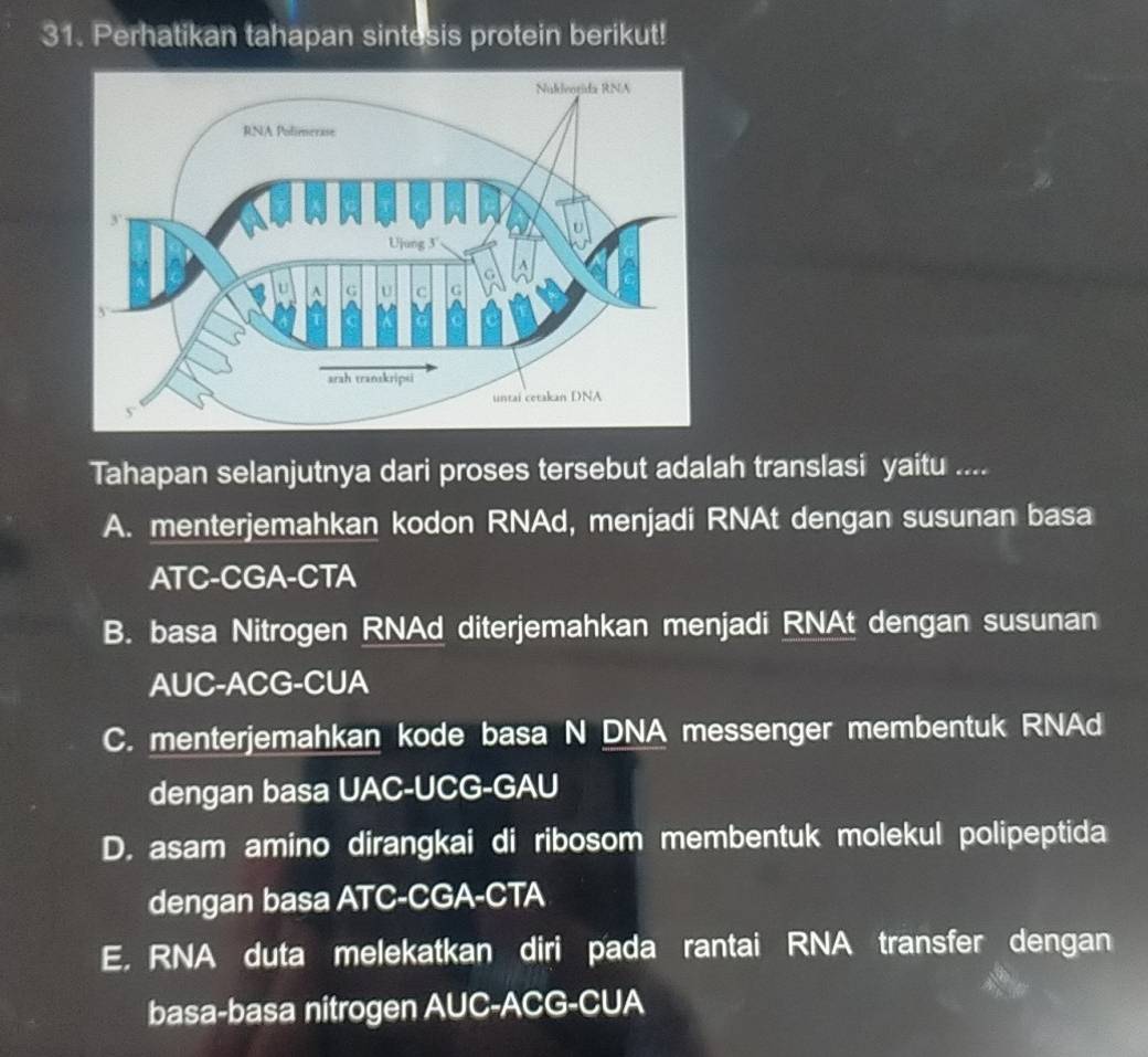 Perhatikan tahapan sintesis protein berikut!
Tahapan selanjutnya dari proses tersebut adalah translasi yaitu ....
A. menterjemahkan kodon RNAd, menjadi RNAt dengan susunan basa
ATC-CGA-CTA
B. basa Nitrogen RNAd diterjemahkan menjadi RNAt dengan susunan
AUC-ACG-CUA
C. menterjemahkan kode basa N DNA messenger membentuk RNAd
dengan basa UAC-UCG-GAU
D. asam amino dirangkai di ribosom membentuk molekul polipeptida
dengan basa ATC-CGA-CTA
E, RNA duta melekatkan diri pada rantai RNA transfer dengan
basa-basa nitrogen AUC-ACG-CUA