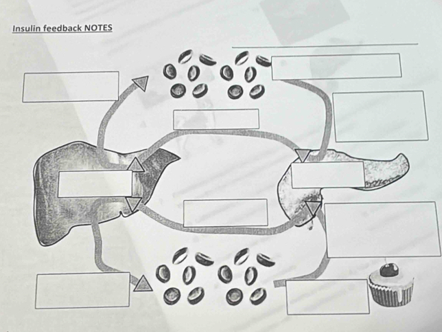 Insulin feedback NOTES