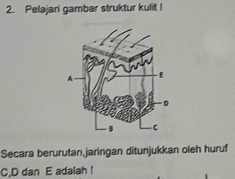 Pelajari gambar struktur kulit ! 
Secara berurutan,jaringan ditunjukkan oleh huruf
C, D dan E adalah !