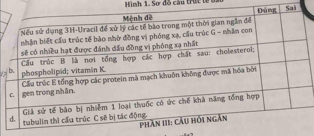 Hình 1. Sơ đồ cầu trúc tế bắi