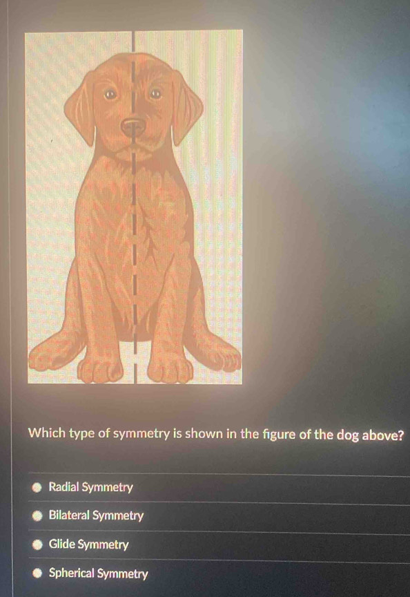 Which type of symmetry is shown in the figure of the dog above?
Radial Symmetry
Bilateral Symmetry
Glide Symmetry
Spherical Symmetry