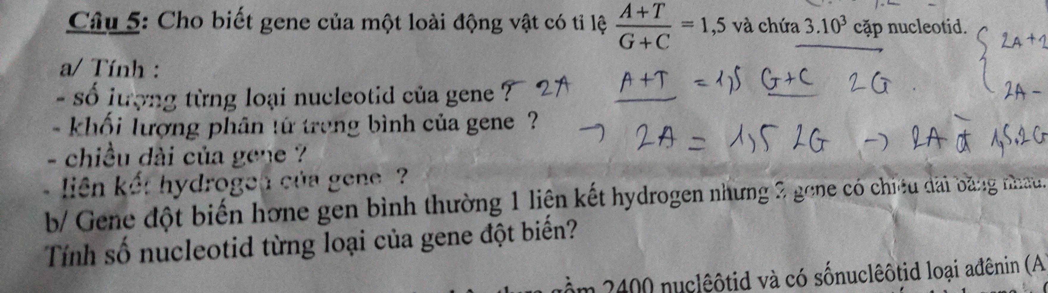 Cho biết gene của một loài động vật có tỉ lệ  (A+T)/G+C =1,5 và chứa 3.10^3 cặp nucleotid. 
a/ Tính : 
- số lượng từng loại nucleotid của gene ? 
- khối lượng phân tứ trong bình của gene ? 
- chiều dài của gene 
liên kết hydrogen của gene ? 
b/ Gene đột biến hơne gen bình thường 1 liện kết hydrogen nhưng 2 gone có chiếu dài bằng nhau. 
Tính số nucleotid từng loại của gene đột biến?
400 nuclêôtid và có sốnuclêôtid loại ađênin (A