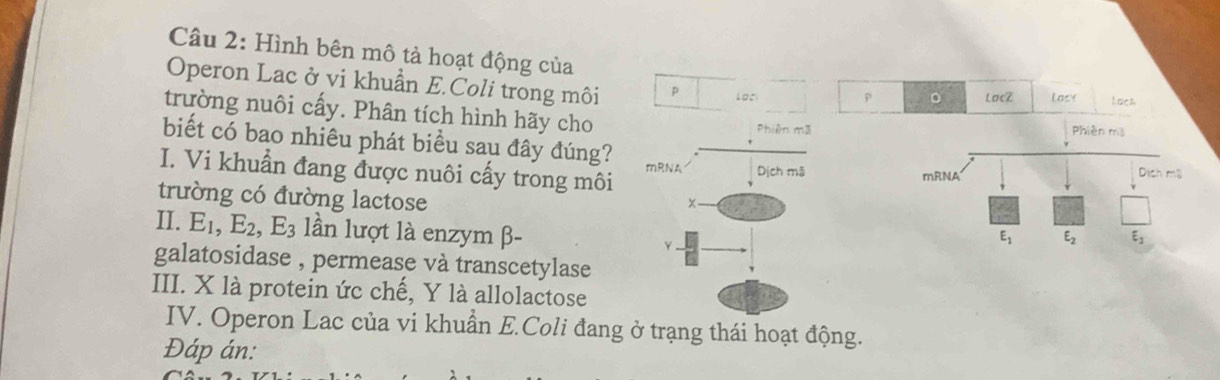 Hình bên mô tả hoạt động của
Operon Lac ở vi khuẩn E.Coli trong môi p Los p 。 LocZ Lasy Lack
trường nuôi cấy. Phân tích hình hãy cho
biết có bao nhiêu phát biểu sau đây đúng? 
I. Vi khuẩn đang được nuôi cấy trong môi 
trường có đường lactose
II. E_1,E_2,E_3 lần lượt là enzym β-
galatosidase , permease và transcetylase
III. X là protein ức chế, Y là allolactose
IV. Operon Lac của vi khuẩn E.Coli đang ở trạng thái hoạt động.
Đáp án: