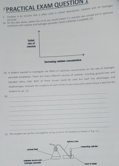 PRACTICAL EXAM QUESTION I 
1. Catalase is an enzyme that is often used in school laboratories. Catalase acts on hydrogen 
(a) On the axes below, sketch the curve you would expect if a reaction was carried out in optimum 
peroxide. 
conditions with catalase and hydrogen peroxide. Excess substrate is available. [1] 
Initial 
rate of 
reaction 
Increasing catalase concentration 
(a) A student wanted to investigate the effect of substrate concentration on the rate of hydrogen 
peroxide breakdown. There are many different sources of catalase, including ground liver and 
blended celery stalk. Both of these tissues could be used but each has advantages and 
disadvantages. Evaluate the suitability of each of the tissues and justify which tissue is best for the 
_ 
student to use. [3] 
_ 
(b) 
_ 
_ 
_ 
_ 
_ 
_ 
(c) The student set up the investigation using a source of catalase as shown in Fig. 1.1.