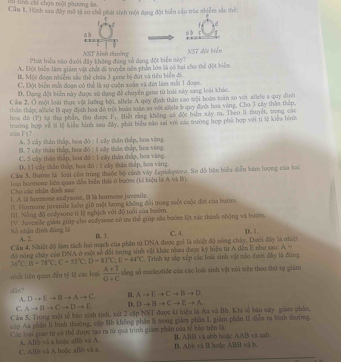 thi sinh chỉ chọn một phương án.
Câu 1. Hình sau đây mô tả cơ chế phát sinh một dạng đột biến cấu trúc nhiễm sắc thể:
e
d
ab C g
NST bình thường  NST đột biến
Phát biểu nào dưới đây không đúng về dạng đột biến này?
A. Đột biến làm giảm vật chất di truyền nên phần lớn là có hại cho thể đột biến.
B. Một đoạn nhiễm sắc thể chứa 3 gene bị đứt và tiêu biến đi.
C. Đột biển mất đoạn có thể là sự cuộn xoắn và đứt làm mất 1 đoạn.
D. Dạng đột biến này được sử dụng đề chuyển gene từ loài này sang loài khác.
Cầu 2. Ở một loài thực vật lưỡng bội, allele A quy định thân cao trội hoàn toàn so với allele a quy định
thân thập; allele B quy định hoa đỏ trội hoàn toàn so với allele b quy định hoa vàng. Cho 3 cây thân thấp,
hoa đỏ (P) tự thụ phần, thu được F_1. Biết rằng không có đột biến xảy ra. Theo lí thuyết, trong các
trường hợp về tỉ lệ kiều hình sau đây, phát biểu nào sai với các trường hợp phù hợp với tỉ lệ kiểu hình
của F1?
A. 3 cây thân thấp, hoa đỏ : 1 cây thân thấp, hoa vàng.
B. 7 cây thân thấp, hoa đỏ : 1 cây thân thấp, hoa vàng.
C. 5 cây thân thấp, hoa đỏ : 1 cây thân thấp, hoa vàng.
D. 11 cây thân thấp, hoa đỏ : 1 cây thân thấp, hoa vàng.
Câu 3. Bướm là loài côn trùng thuộc bộ cánh vảy Lepidoptera. Sơ đồ bên biểu diễn hàm lượng của hai
loại hormone liên quan dến biến thái ở bướm (kí hiệu là A và B).
Cho các nhận định sau:
I. A là hormone ecdysone, B là hormone juvenile.
II. Hormone juvenile luôn giữ một lượng không đổi trong suốt cuộc đời của bướm.
III. Nỗng độ ecdysone tỉ lệ nghịch với độ tuổi của bướm.
IV. Juvenile giảm giúp cho ecdysone có ưu thế giúp sâu bướm lột xác thành nhộng và bướm.
Số nhận định đúng là D. 1.
A. 2.
B. 3. C. 4.
Câu 4. Nhiệt độ làm tách hai mạch của phân tử DNA được gọi là nhiệt độ nóng chảy. Dưới dây là nhiệt
độ nóng chảy của DNA ở một số đối tượng sinh vật khác nhau được ký hiệu từ A đến E như sau: A=
36°C;B=78°C;C=55°C;D=83°C;E=44°C 2. Trình tự sắp xếp các loài sinh vật nảo dưới đây là đúng
nhất liên quan đến tỷ lệ các loại  (A+T)/G+C  tổng số nucleotide của các loài sinh vật nói trên theo thứ tự giảm
dân?
A. Dto Eto Bto Ato C. B. Ato Eto Cto Bto D.
C. Ato Bto Cto Dto E.
D. Dto Bto Cto Eto A.
Câu 5. Trong một tế bảo sinh tinh, xét 2 cặp NST được kí hiệu là Aa và Bb. Khi tế bào này giảm phân,
cặp Aa phân li bình thường, cặp Bb không phân li trong giảm phân I, giảm phân II diễn ra bình thường.
Các loại giao tử có thể được tạo ra từ quá trình giảm phân của tế bào trên là:
A. ABb và a hoặc aBb và A. B. ABB và abb hoặc AAB và aab.
C. ABb và A hoặc aBb và a. D. Abb và B hoặc ABB và b.