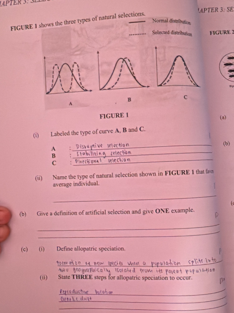 LAPTER 3: 3 
!APTER 3:SE 
FIGURE 1 shows the three types of natural selections. Normal distribution 
_ 
Selected distribution FIGURE 2 
sp 
B 
C 
A 
FIGURE 1 
(a) 
(i) Labeled the type of curve A, B and C. 
_ 
(b) 
_ 
A : 
_ 
B 
C 
(ii) Name the type of natural selection shown in FIGURE 1 that fav 
average individual. 
_ 
( 
(b) Give a definition of artificial selection and give ONE example. 
. 
_ 
_ 
(c) (1) Define allopatric speciation. 
_ 
Iolated fron 
(ii) State THREE steps for allopatric speciation to occur. 
_ 
_ 
_