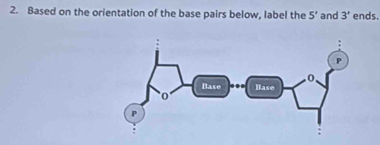 Based on the orientation of the base pairs below, label the 5' and 3' ends.