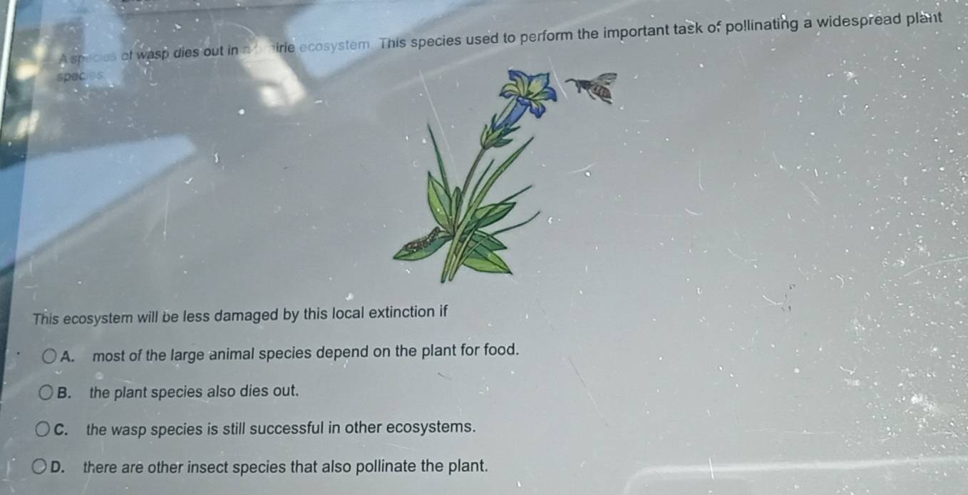 A species of wasp dies out in a b mirie ecosystem. This species used to perform the important task of pollinating a widespread plant
species
This ecosystem will be less damaged by this local extinction if
A. most of the large animal species depend on the plant for food.
B. the plant species also dies out.
C. the wasp species is still successful in other ecosystems.
D. there are other insect species that also pollinate the plant.