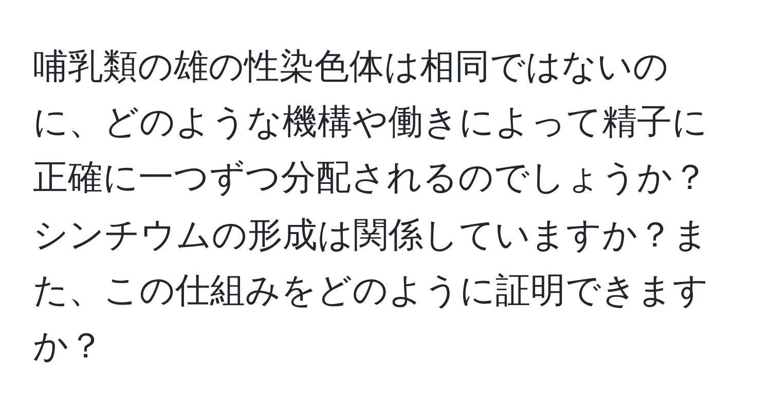 哺乳類の雄の性染色体は相同ではないのに、どのような機構や働きによって精子に正確に一つずつ分配されるのでしょうか？シンチウムの形成は関係していますか？また、この仕組みをどのように証明できますか？