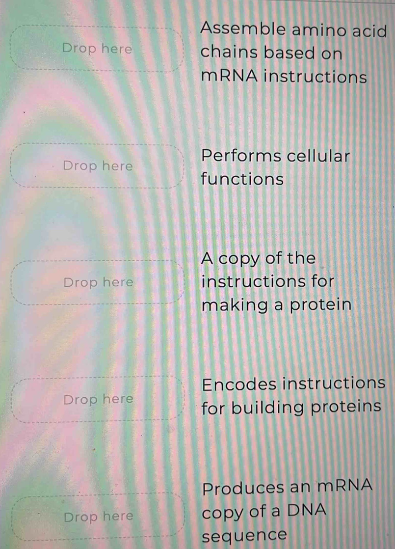 Assemble amino acid 
Drop here chains based on 
mRNA instructions 
Performs cellular 
Drop here 
functions 
A copy of the 
Drop here instructions for 
making a protein 
Encodes instructions 
Drop here 
for building proteins 
Produces an mRNA 
Drop here copy of a DNA 
sequence