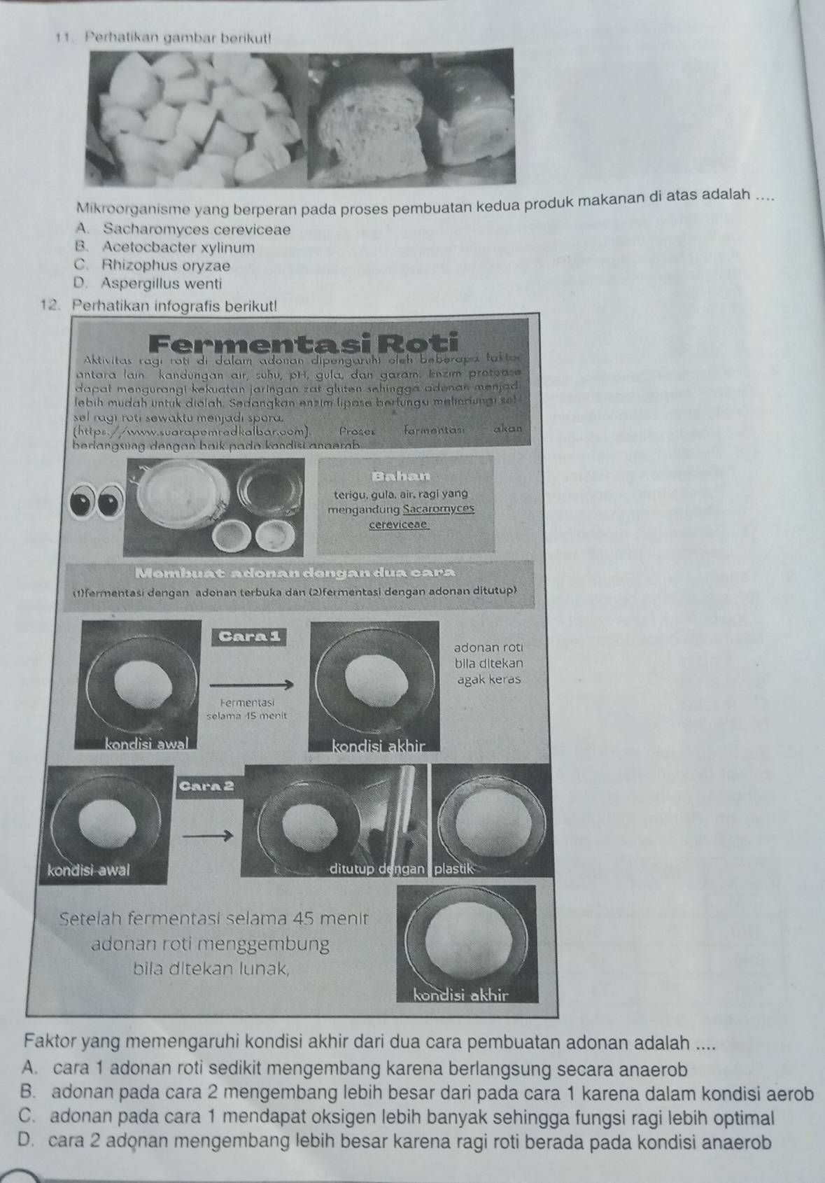 Perhatikan gambar berikut!
Mikroorganisme yang berperan pada proses pembuatan kedua produk makanan di atas adalah ....
A. Sacharomyces cereviceae
B. Acetocbacter xylinum
C. Rhizophus oryzae
D. Aspergillus wenti
12. Perhatikan infografis berikut!
Fermentasi Roti
Aktivitas ragi rotí di dalam adonan dipengarıhi aleh beberapa fakto
antara lain kandungan air, suhu, pH, gula, dan garam. Enzim protoase
dapat mengurangi kekuatan jaringan zat gluten sehingga adenan menjad 
lebih mudah untuk diolah. Sədangkan enzim lipase berfungs melierlungi set
sel ragi roti sewaktu menjadi spora.
(https://www.suarapemrodkalbar.com) Proses formentase akan
berlangsung dengan baik pada kondist anaerab 
Bahan
terigu, gula, air, ragi yang
mengandung Sacaromyces
cereviceae
Membuat adonan dengan dua cara
1)fermentasi dengan adonan terbuka dan (2)fermentasi dengan adonan ditutup
Cara 1
adonan roti
bila ditekan
agak keras
Fermentasi
selama 45 menit
kondisi awa kondisi akhir
Cara 2
kondisi awal ditutup dengan plastik
Setelah fermentasi selama 45 menit
adonan roti menggembung
bila ditekan lunak,
Faktor yang memengaruhi kondisi akhir dari dua cara pembuatan adonan adalah ....
A. cara 1 adonan roti sedikit mengembang karena berlangsung secara anaerob
B. adonan pada cara 2 mengembang lebih besar dari pada cara 1 karena dalam kondisi aerob
C. adonan pada cara 1 mendapat oksigen lebih banyak sehingga fungsi ragi lebih optimal
D. cara 2 adonan mengembang lebih besar karena ragi roti berada pada kondisi anaerob