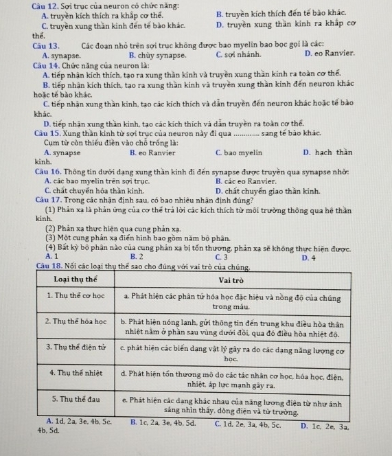 Sợi trục của neuron có chức năng:
A. truyền kích thích ra khắp cơ thể. B. truyền kích thích đến tế bào khác.
C. truyền xung thần kinh đến tế bào khác. D. truyền xung thần kinh ra khắp cơ
thể.
Câu 13. Các đoạn nhỏ trên sợi trục không được bao myelin bao bọc gọi là các:
A. synapse. B. chùy synapse. C. sợi nhánh. D. eo Ranvier.
Câu 14. Chức năng của neuron là:
A. tiếp nhận kích thích, tạo ra xung thần kinh và truyền xung thần kinh ra toàn cơ thể.
B. tiếp nhân kích thích, tạo ra xung thần kinh và truyền xung thần kinh đến neuron khác
hoặc tế bào khác
C. tiếp nhận xung thần kinh, tạo các kích thích và dẫn truyền đến neuron khác hoặc tế bào
khác.
D. tiếp nhận xung thần kinh, tạo các kích thích và dẫn truyền ra toàn cơ thể.
Câu 15. Xung thần kinh từ sợi trục của neuron này đi qua ... sang tế bào khác.
Cụm từ còn thiếu điền vào chỗ trống là:
A. synapse B. eo Ranvier C. bao myelin D. hạch than
kinh.
Câu 16. Thông tin dưới dạng xung thần kinh đi đến synapse được truyền qua synapse nhờ:
A. các bao myelin trên sợi trục. B. các eo Ranvier.
C. chất chuyển hóa thần kinh. D. chất chuyển giao thần kinh.
Câu 17. Trong các nhận định sau, có bao nhiêu nhận định đúng?
(1) Phản xạ là phản ứng của cơ thể trả lời các kích thích từ môi trường thông qua hệ thần
kinh.
(2) Phản xạ thực hiện qua cung phản xạ.
(3) Một cung phản xạ điển hình bao gồm năm bộ phận.
(4) Bất kỳ bộ phận nào của cung phản xạ bị tốn thương, phản xạ sẽ không thực hiện được.
A. 1 B. 2 C. 3
D. 4
4b, 5d.