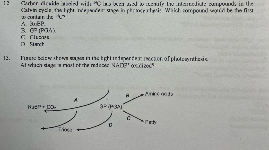 Carbon dioxide labeled with^(14)C has been used to identify the intermediate compounds in the
Calvin cycle, the light independent stage in photosynthesis. Which compound would be the first
to contain the^(14)C
A. RuBP.
B. GP (PGA).
C. Glucose.
D. Starch.
13. Figure below shows stages in the light independent reaction of photosynthesis.
At which stage is most of the reduced NADP^+ oxidized?