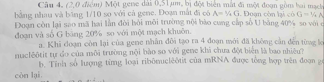 (2,0 điểm) Một gene dài 0,51μm, bị đột biển mất đi một đoạn gồm hai mạch 
bằng nhau và băng 1/10 so với cả gene. Đoạn mất đi có A=1/4G. Đoạn còn lại có G=1/4A
Đoạn còn lại sao mã hai lần đòi hỏi môi trường nội bào cung cấp số U bằng 40% so với c 
đoạn và số G băng 20% so với một mạch khuôn. 
a. Khi đoạn còn lại của gene nhân đôi tạo ra 4 đoạn mới đã không cần đến từng lo 
nuclêôtit tự do của môi trường nội bào so với gene khi chưa đột biến là bao nhiêu? 
b. Tính số lượng từng loại ribônuclêôtit của mRNA được tổng hợp trên đoạn gc 
còn lại.