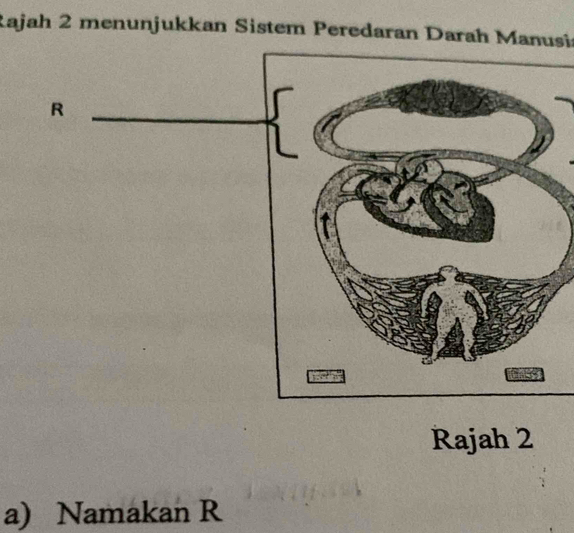 Rajah 2 menunjukkan Sistem Peredaran Darah Manusić 
Rajah 2 
a) Namakan R