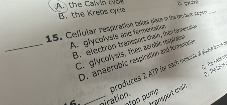 A. the Calvin cycle
B. the Krebs cycle D. glycolysis
15. Cellular respiration takes place in the two basic stages off _.
_A. glycolysis and fermentation
B. electron transport chain, then fermentation
C. glycolysis, then aerobic respiration
D. anaerobic respiration and fermentatio
C. The Krebs cy
produces 2 ATP for each molecule of glucose broken
a
tansport chair D. The Calvin
m
_piration.