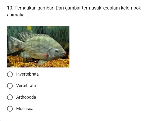 Perhatikan gambar! Dari gambar termasuk kedalam kelompok
animalia...
Invertebrata
Vertebrata
Arthopoda
Mollusca