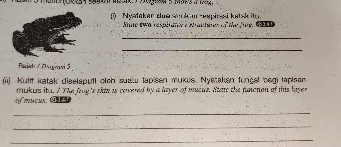 Jan 5 menunjukkan seekor katak. 7 Dlagram 5 shows a frog. 
(i) Nyatakan dua struktur respirasi katak itu. 
State two respiratory structures of the frog. C 
_ 
_ 
Rajah / Diagram 5 
(ii) Kulit katak diselaputi oleh suatu lapisan mukus. Nyatakan fungsi bagi lapisan 
mukus itu. / The frog’s skin is covered by a layer of mucus. State the function of this layer 
of mucus. C241 
_ 
_ 
_