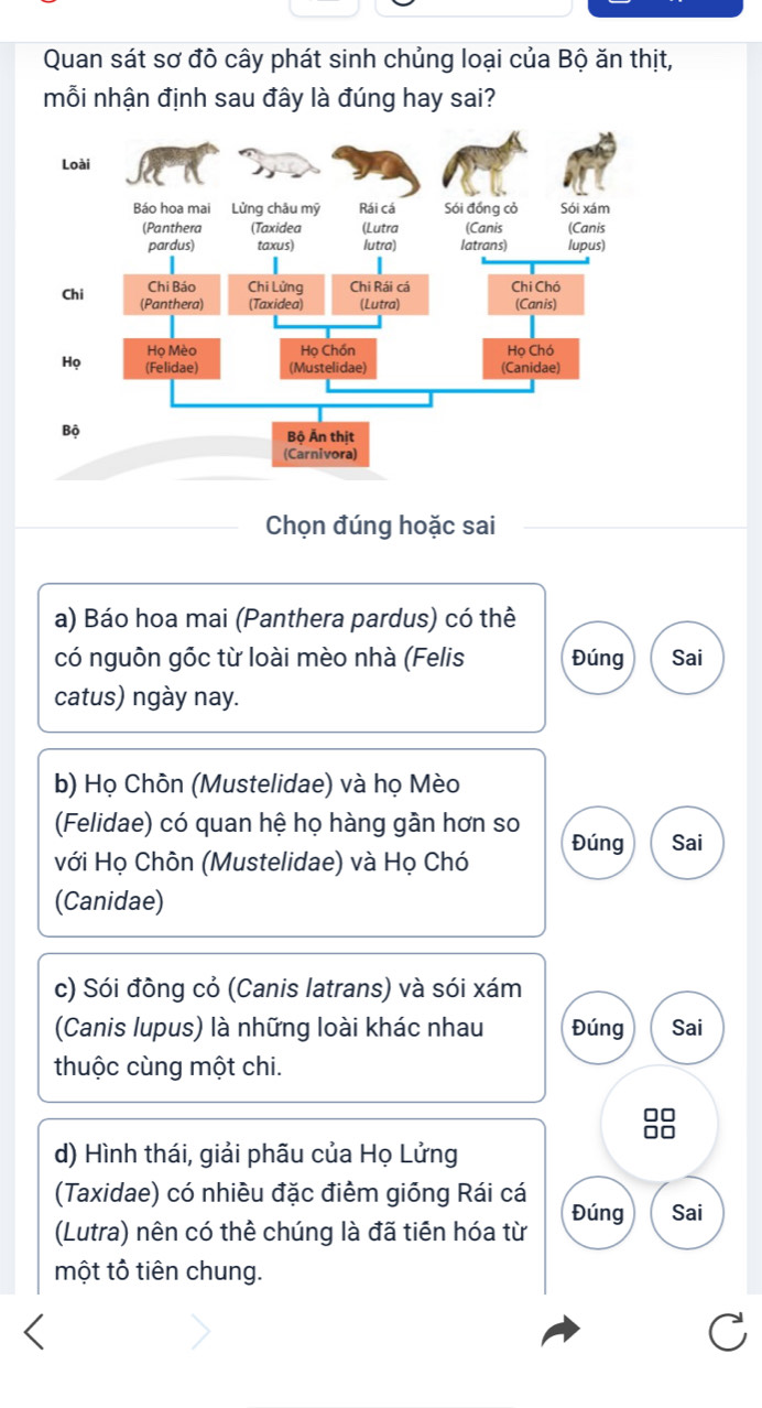 Quan sát sơ đồ cây phát sinh chủng loại của Bộ ăn thịt,
mỗi nhận định sau đây là đúng hay sai?
Chọn đúng hoặc sai
a) Báo hoa mai (Panthera pardus) có thê
có nguôn gốc từ loài mèo nhà (Felis Đúng Sai
catus) ngày nay.
b) Họ Chôn (Mustelidae) và họ Mèo
(Felidae) có quan hệ họ hàng gần hơn so
với Họ Chôn (Mustelidae) và Họ Chó Đúng Sai
(Canidae)
c) Sói đồng cỏ (Canis latrans) và sói xám
(Canis lupus) là những loài khác nhau Đúng Sai
thuộc cùng một chi.
88
d) Hình thái, giải phâu của Họ Lửng
(Taxidae) có nhiều đặc điểm giống Rái cá Đúng Sai
(Lutra) nên có thể chúng là đã tiên hóa từ
một tô tiên chung.