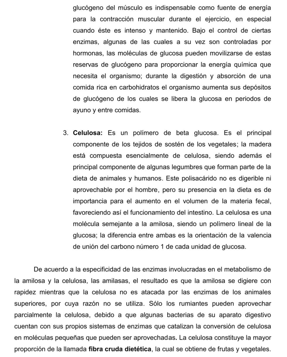 glucógeno del músculo es indispensable como fuente de energía
para la contracción muscular durante el ejercicio, en especial
cuando éste es intenso y mantenido. Bajo el control de ciertas
enzimas, algunas de las cuales a su vez son controladas por
hormonas, las moléculas de glucosa pueden movilizarse de estas
reservas de glucógeno para proporcionar la energía química que
necesita el organismo; durante la digestión y absorción de una
comida rica en carbohidratos el organismo aumenta sus depósitos
de glucógeno de los cuales se libera la glucosa en periodos de
ayuno y entre comidas.
3. Celulosa: Es un polímero de beta glucosa. Es el principal
componente de los tejidos de sostén de los vegetales; la madera
está compuesta esencialmente de celulosa, siendo además el
principal componente de algunas legumbres que forman parte de la
dieta de animales y humanos. Este polisacárido no es digerible ni
aprovechable por el hombre, pero su presencia en la dieta es de
importancia para el aumento en el volumen de la materia fecal,
favoreciendo así el funcionamiento del intestino. La celulosa es una
molécula semejante a la amilosa, siendo un polímero lineal de la
glucosa; la diferencia entre ambas es la orientación de la valencia
de unión del carbono número 1 de cada unidad de glucosa.
De acuerdo a la especificidad de las enzimas involucradas en el metabolismo de
la amilosa y la celulosa, las amilasas, el resultado es que la amilosa se digiere con
rapidez mientras que la celulosa no es atacada por las enzimas de los animales
superiores, por cuya razón no se utiliza. Sólo los rumiantes pueden aprovechar
parcialmente la celulosa, debido a que algunas bacterias de su aparato digestivo
cuentan con sus propios sistemas de enzimas que catalizan la conversión de celulosa
en moléculas pequeñas que pueden ser aprovechadas. La celulosa constituye la mayor
proporción de la llamada fibra cruda dietética, la cual se obtiene de frutas y vegetales.