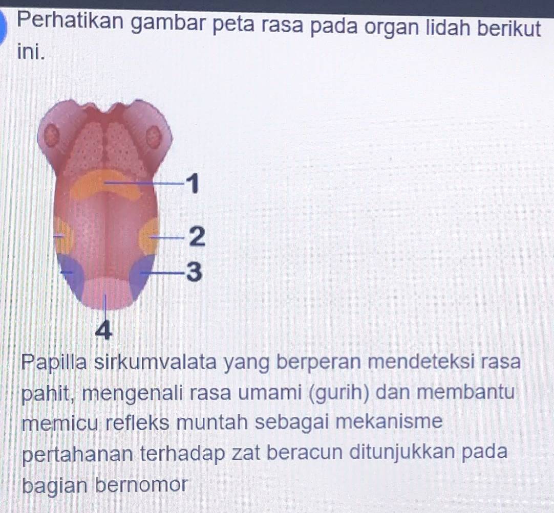Telah dijawab:Perhatikan gambar peta rasa pada organ lidah berikut ini ...