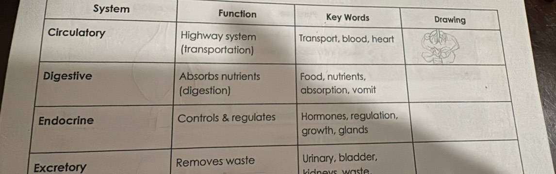 Sys
Excretory