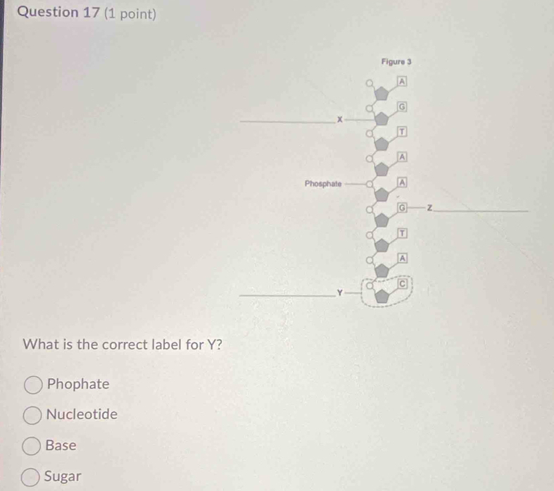 Figure 3
A
G
_ x
A
Phosphate A
G z_
T
A
C
_Y
What is the correct label for Y?
Phophate
Nucleotide
Base
Sugar
