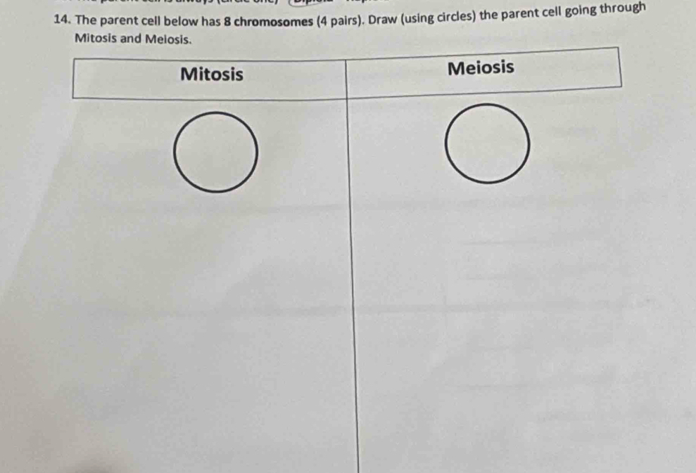 Solved: The parent cell below has 8 chromosomes (4 pairs). Draw (using ...