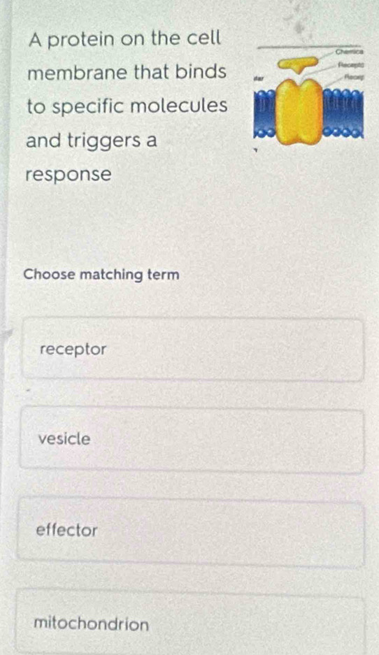 A protein on the cell
membrane that binds
to specific molecules
and triggers a
response
Choose matching term
receptor
vesicle
effector
mitochondrion