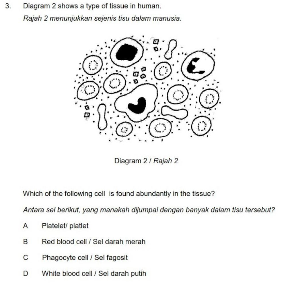 Diagram 2 shows a type of tissue in human.
Rajah 2 menunjukkan sejenis tisu dalam manusia.
Diagram 2 / Rajah 2
Which of the following cell is found abundantly in the tissue?
Antara sel berikut, yang manakah dijumpai dengan banyak dalam tisu tersebut?
A Platelet/ platlet
B Red blood cell / Sel darah merah
C Phagocyte cell / Sel fagosit
D White blood cell / Sel darah putih