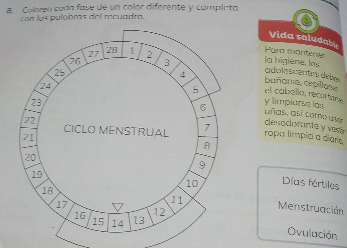 Colorea cada fase de un color diferente y completa 
con las palabras del recuadro. 
Vida saludable 
Para mantener 
la higiene, los 
adolescentes deben 
bañarse, cepillarse 
el cabello, recortarse 
y limpiarse las 
uñas, así como usar 
desodorante y vestir 
ropa limpia a diario. 
Días fértiles 
Menstruación 
Ovulación