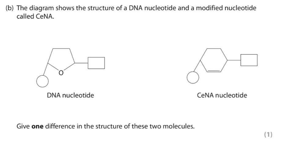 The diagram shows the structure of a DNA nucleotide and a modified nucleotide 
called CeNA. 
DNA nucleotide CeNA nucleotide 
Give one difference in the structure of these two molecules. 
(1)