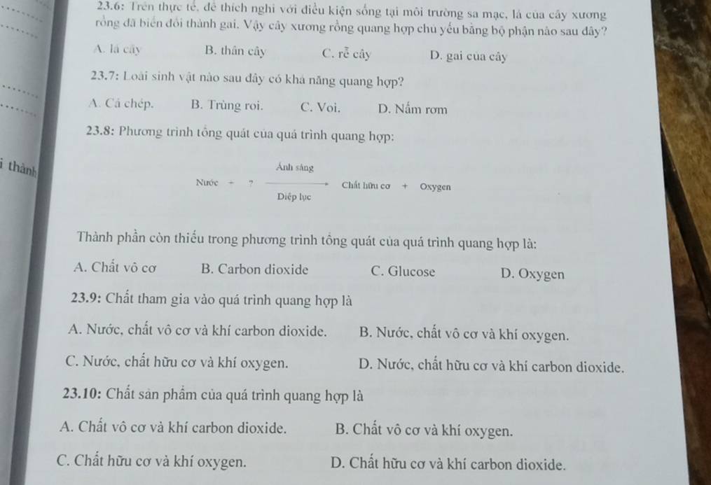 23.6: Trên thực tế, để thích nghi với điều kiện sống tại môi trường sa mạc, là của cây xương
_
rồng đã biển đổi thành gai. Vậy cây xương rồng quang hợp chủ yếu bằng bộ phận nào sau đây?
A. lá cây B. thân cây C. rễ cây D. gai của cây
_
23.7: Loài sinh vật nào sau đây có khả năng quang hợp?
_
A. Cá chép. B. Trùng roi. C. Voi. D. Nấm rơm
23.8: Phương trình tổng quát của quá trình quang hợp:
i thành
Ánh sàng
Nước + ? Chất hữu cơ + Oxygen
Diệp lục
Thành phần còn thiếu trong phương trình tổng quát của quá trình quang hợp là:
A. Chất vô cơ B. Carbon dioxide C. Glucose D. Oxygen
23.9: Chất tham gia vào quá trình quang hợp là
A. Nước, chất vô cơ và khí carbon dioxide. B. Nước, chất vô cơ và khí oxygen.
C. Nước, chất hữu cơ và khí oxygen. D. Nước, chất hữu cơ và khí carbon dioxide.
23.10: Chất sản phẩm của quá trình quang hợp là
A. Chất vô cơ và khí carbon dioxide. B. Chất vô cơ và khí oxygen.
C. Chất hữu cơ và khí oxygen. D. Chất hữu cơ và khí carbon dioxide.