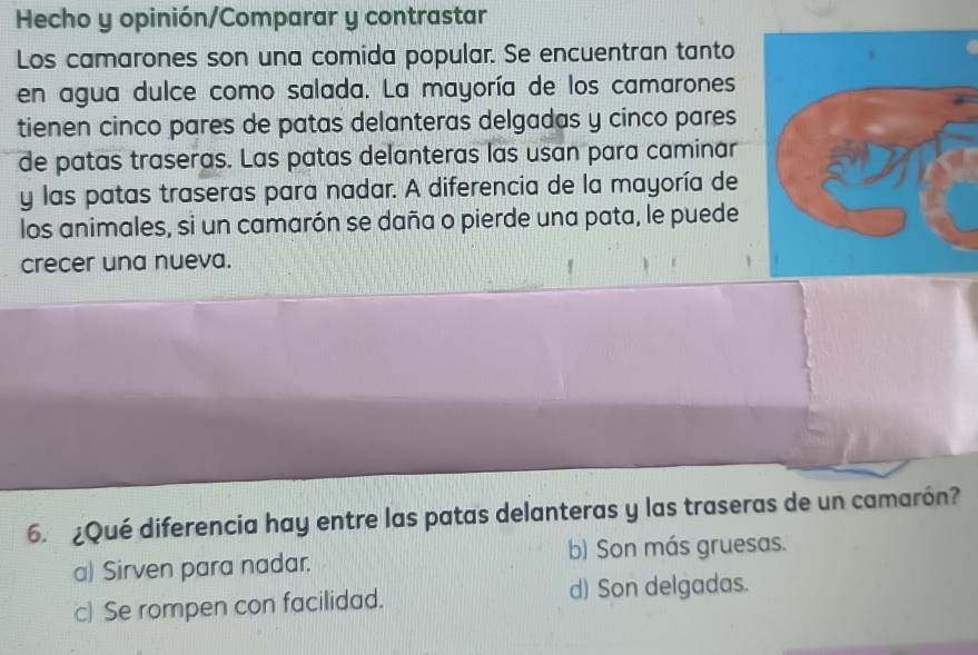 Hecho y opinión/Comparar y contrastar
Los camarones son una comida popular. Se encuentran tanto
en agua dulce como salada. La mayoría de los camarones
tienen cinco pares de patas delanteras delgadas y cinco pares
de patas traseras. Las patas delanteras las usan para caminar
y las patas traseras para nadar. A diferencia de la mayoría de
los animales, si un camarón se daña o pierde una pata, le puede
crecer una nueva.
6. ¿Qué diferencia hay entre las patas delanteras y las traseras de un camarón?
a) Sirven para nadar. b) Son más gruesas.
c) Se rompen con facilidad. d) Son delgadas.